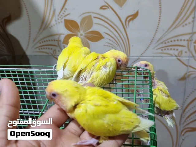 افراخ غندوره روز تبزيري