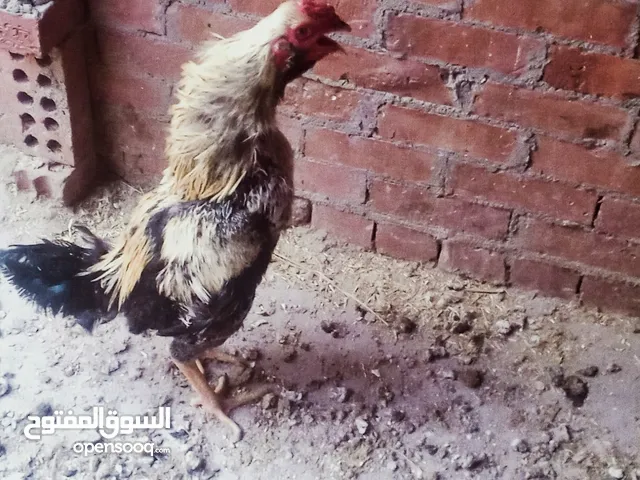 ديك هندى شغال
