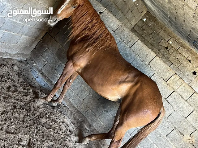 فرس بنت النبع