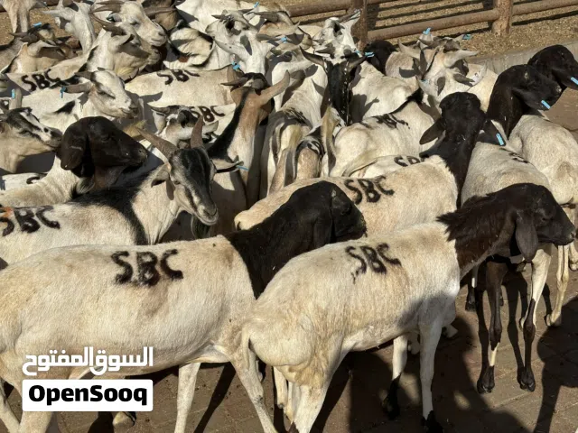 متوفر لدينا أغنام صومالية ذكور فقط  بيع ب جملة – بجميع الأحجام (صغير – متوسط – كبير)