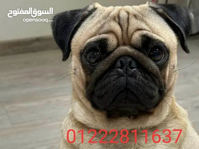 ذكر بج بيور للزواج فقط سبق له الزواج سبق له الزواج من اهالؤ مستوردة