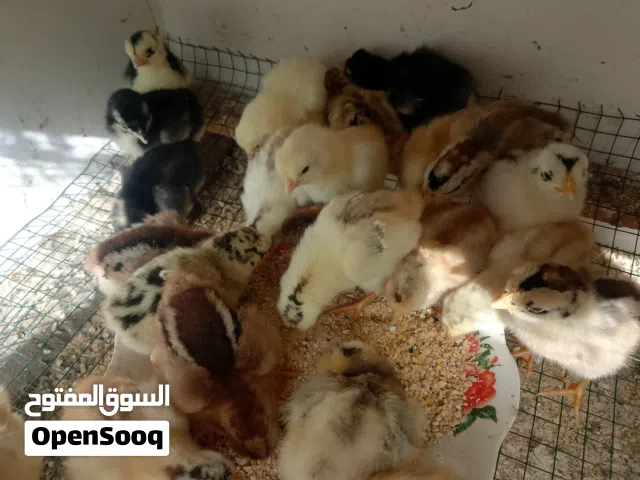 فراخ دجاج عرب اقرأ الوصف وراسلني