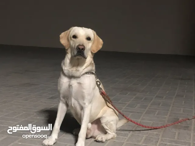 Top quality Labrador retriever pure breed - negotiable