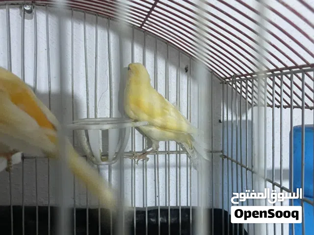 مخاليف كنار للبيع