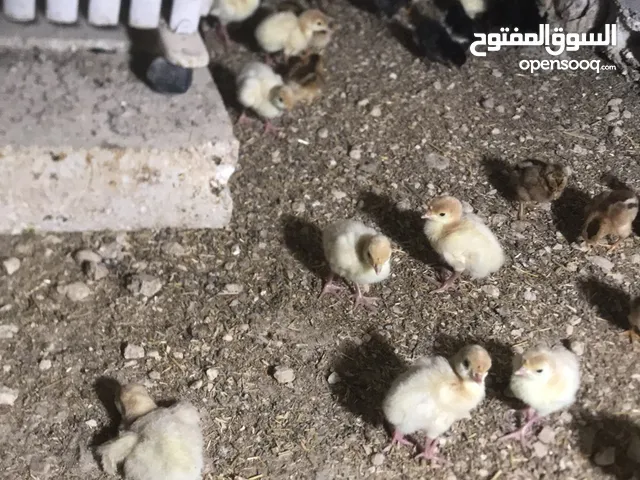 جاج معو صيصان 2 كل وحده معه 15 صوص وحبشه معها 20 صوص كله بلدي