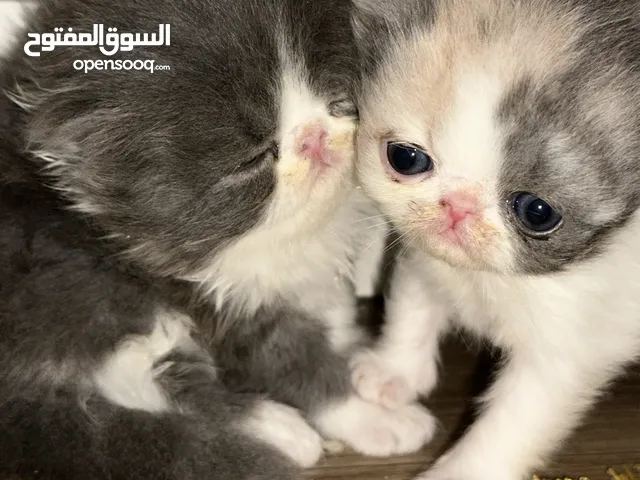 قطط كتن للبيع انثى وذكر