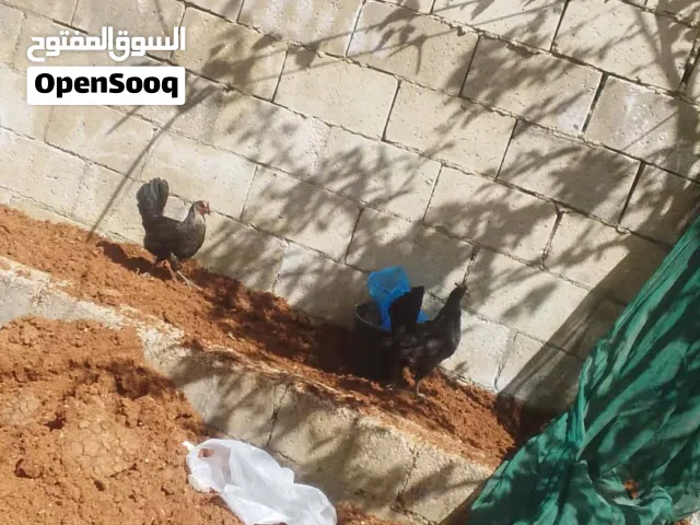 جاجتين وديك نخب نخب بياضات
