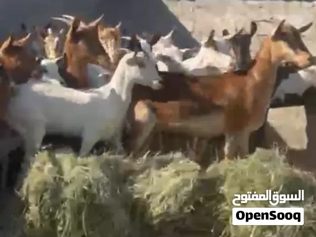 اغنام للبيع