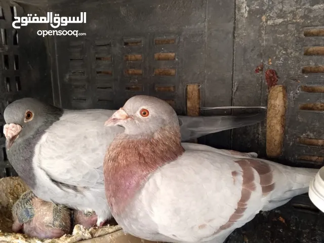 حمام زواجل للبيع نظيفات وحلوات عدهن فرخين السعر 15