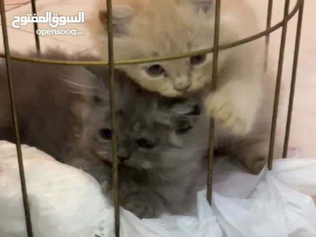 Persian kitten- صغار شيرازي FREE DELVERY