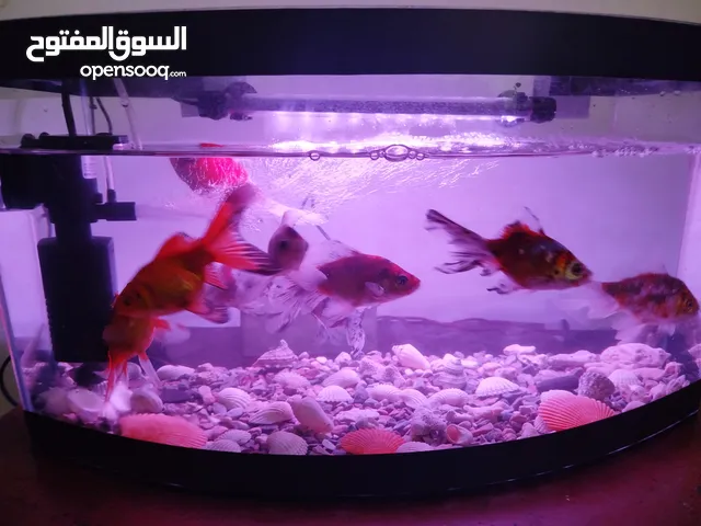 حوض سمك للبيع