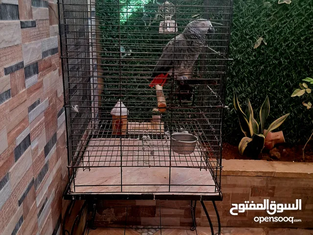 ببغاء الكاسكو الافريقي الزنجبارى يتكلم بي طلاقه عمر 6 سنوات للبيع بي القفص
