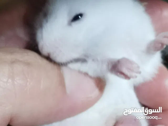 هامستر سوري وروسي للبيع