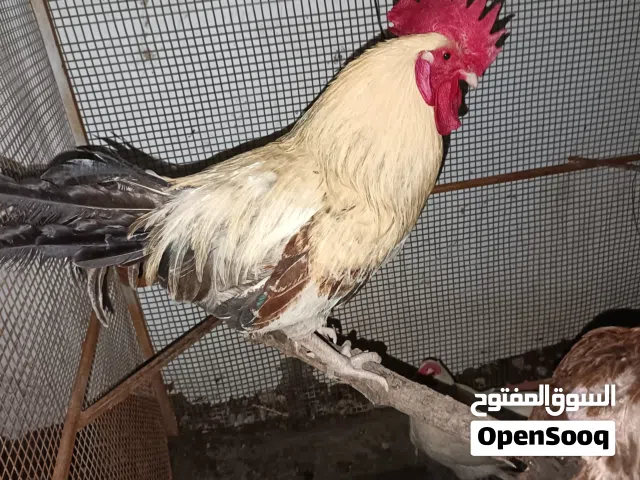 للبيع ديك فرنسي كولومبي بيور