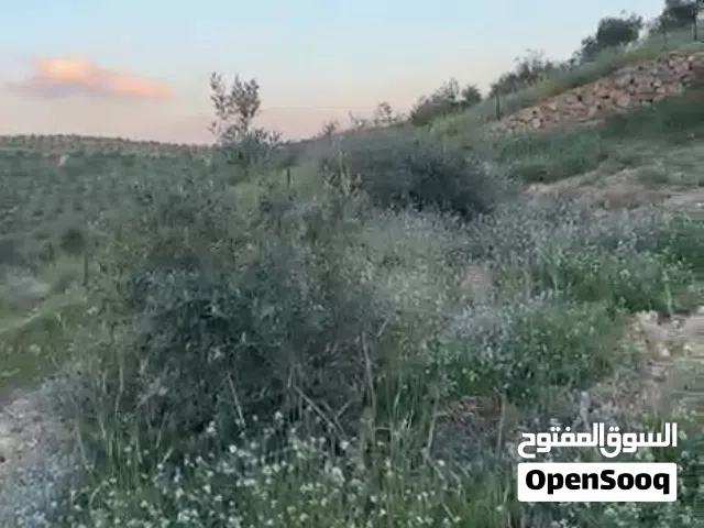 لقطه لقطه مزرعة زيتون في دحل قرب طريق جرش الزرقا منطقة شاليهات ومزارع جرش مطله ومرتفعه واصله