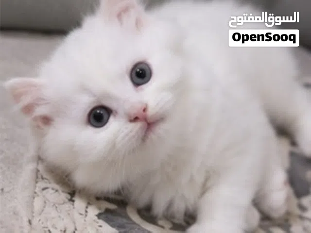 قطط للبيع الجاد يدخل