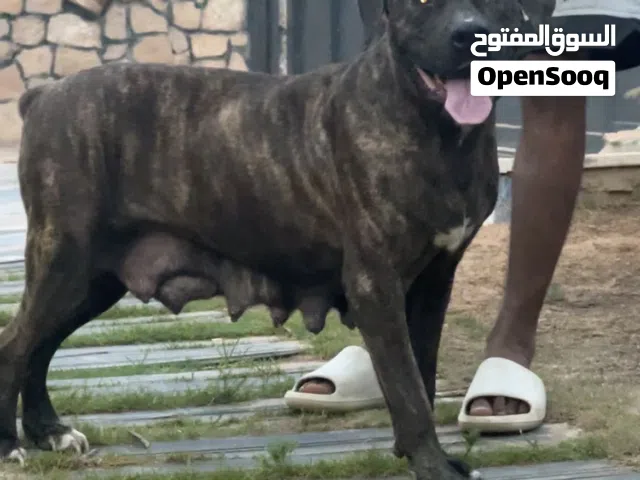 انثه ضخمه بيع مستعجل