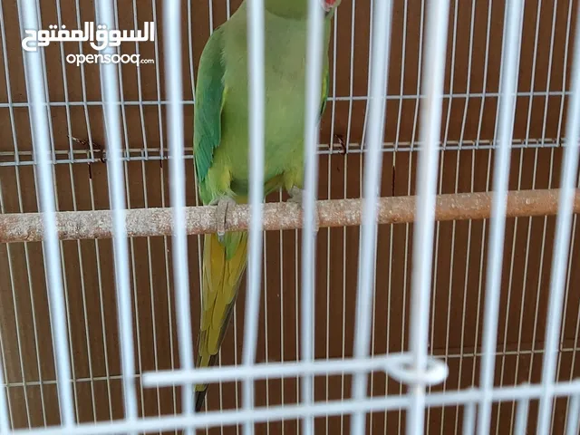 Looking for a male green parrot  ابحث عن ذكر ببغاء اخضر