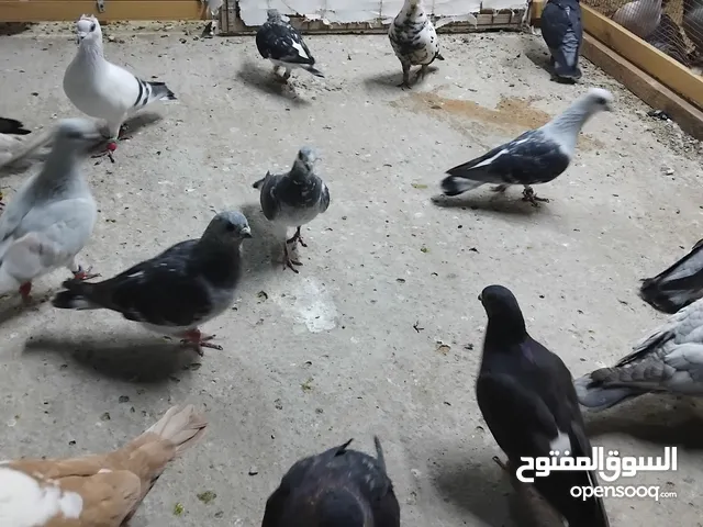 قطعه حمام كش موجودات في السلط