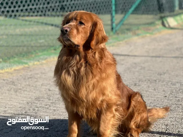 ..جولدن ريتريفر مميزه