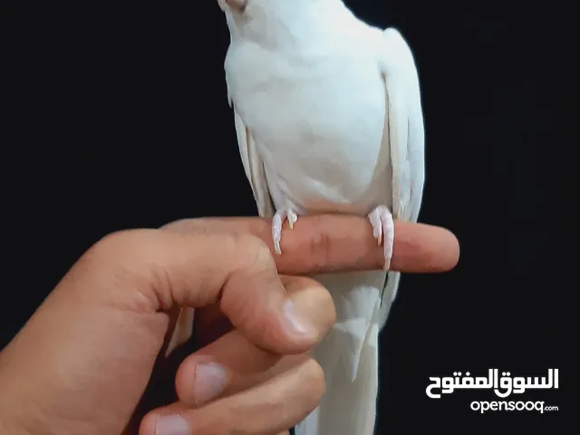طيرة كوكتيل البينو شغاله زق يدوي