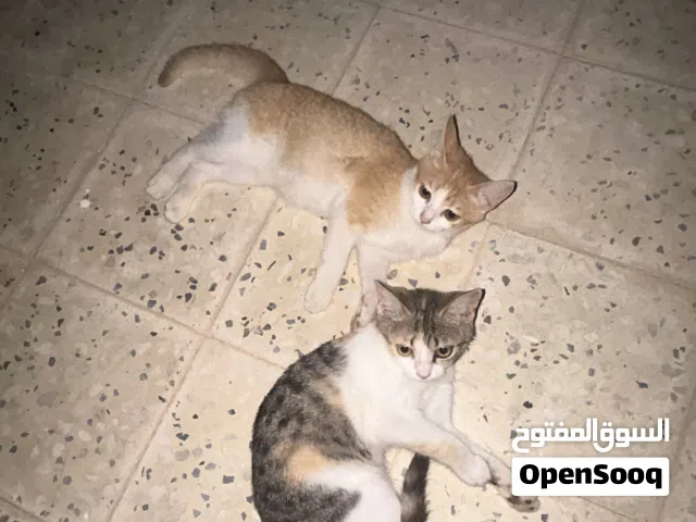 هاتان القطتان مهذبتان للغاية ومرحتان ، وكلاهما أقل من شهرين. السمة العظيمة لهذا هي القدرة على تدريبه