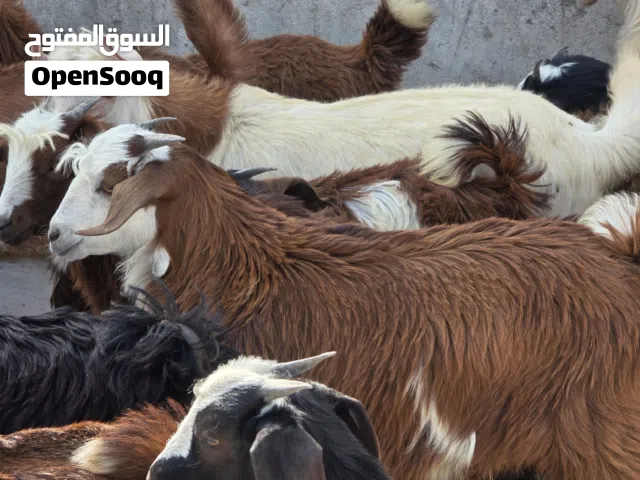 للبيع جداية كبار ماشاء الله فرصه الي يدور شي زين ماعليهن كلام فول فول سمنة حق ذباح او تربية  عدد 27