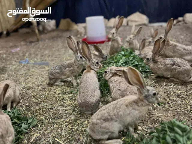 ارانب بري العرم