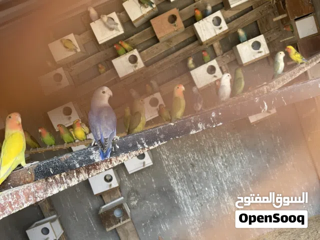 عصفير بركديلو