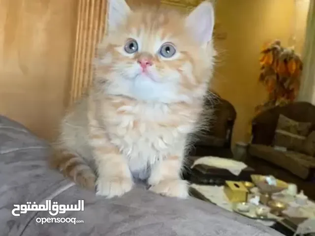قطط صغيره للتبني بشرط مخافه الله فيهم