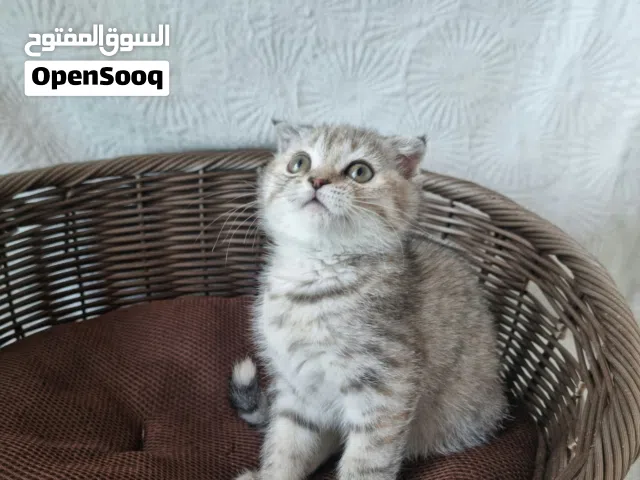 Scottish fold ,سكوتش فولد