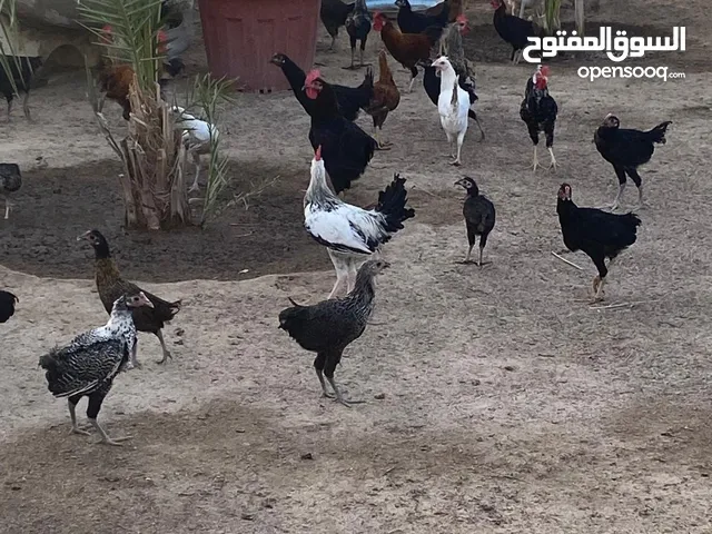 دجاج عربي للبيع اعمار 6 شهور