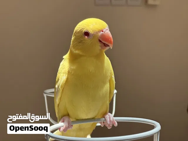 للبيه كميه محدوده