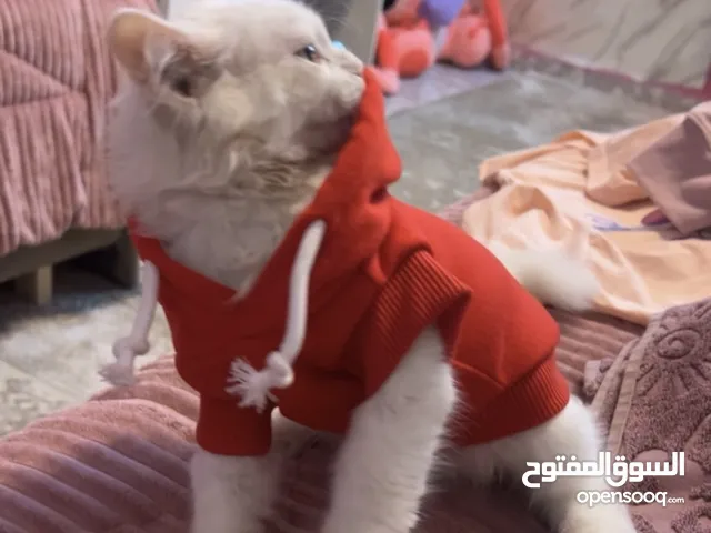 قط ذكر للبيع في سعر 250