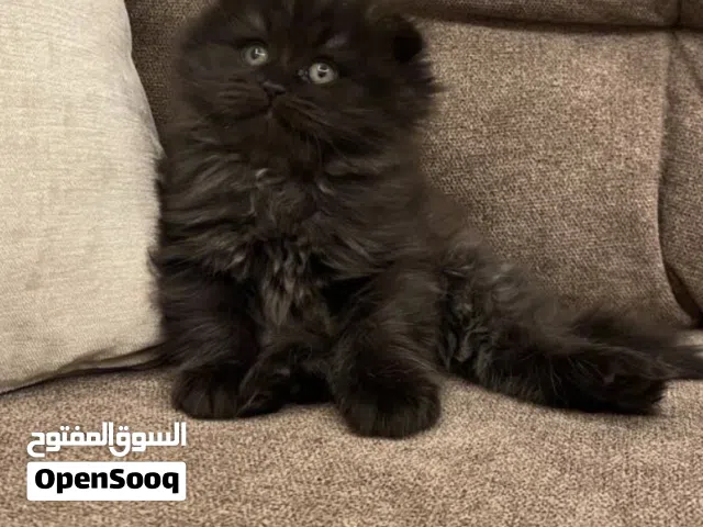 قطه صغيره سوداء ملكية لطيفة