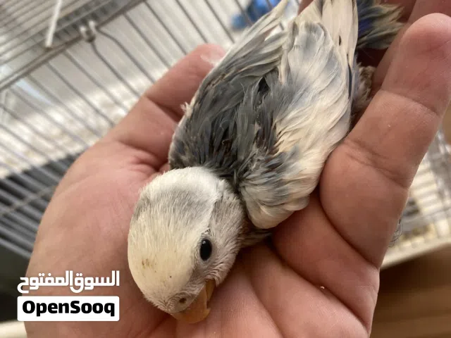 فروخ لوف بيرد عس