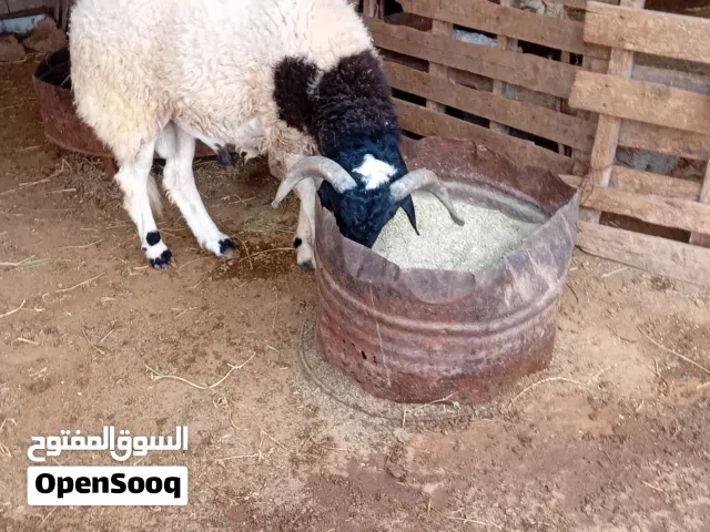 بيع خرفان ثلاثة الادرع عمره ساوم فى القدو ومنخلتف ماكلة نظيفة شعير وقضب ان شاء الله سنة قاعد خروف