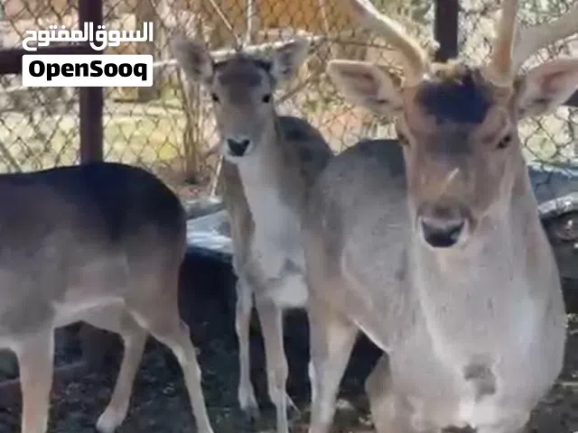 غزلان عدد 4 ذكور