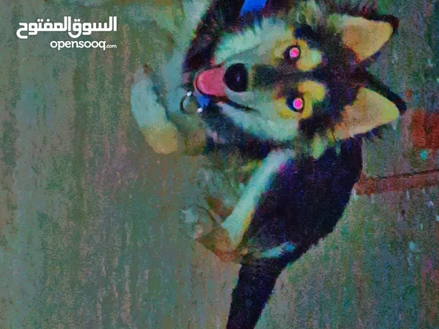 كلب هاسكي للبيع