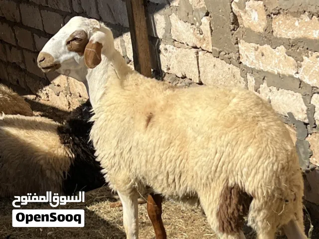 خروف عيد للبيع