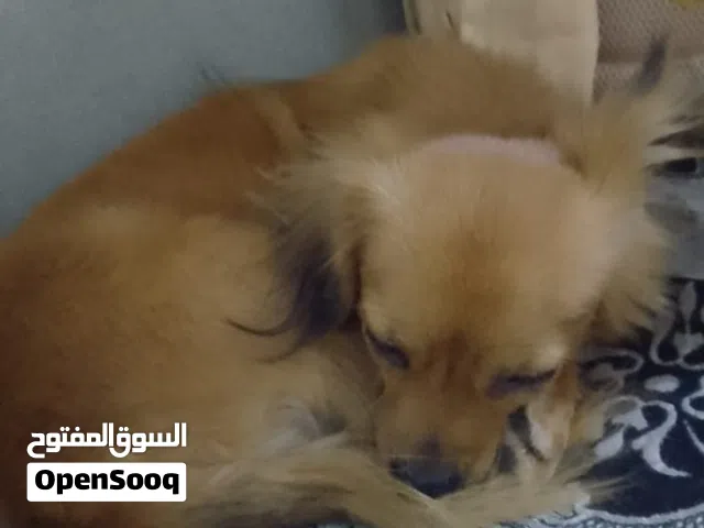 سلام عليكم  معايه كلب البيع العمر سنه ذكر ولي حاب يتواصل معايه واتساب او اتصال ويعطيكم العافيه