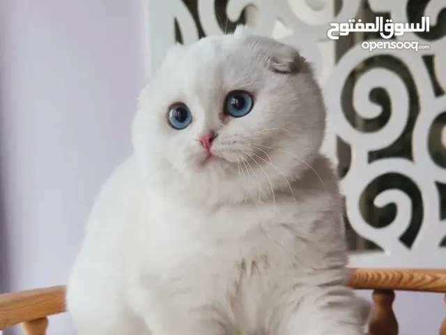 Male and Female 14-Week-Old Blue-Eyed White Scottish Fold Kitten Available