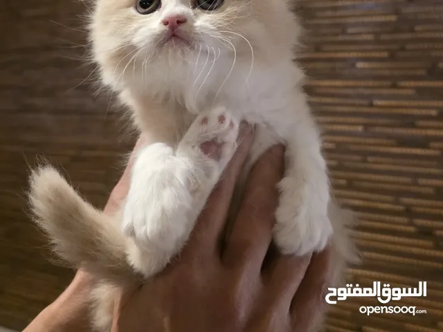 قط ذكر شانشيلا مميز ب سعر مغري جدا