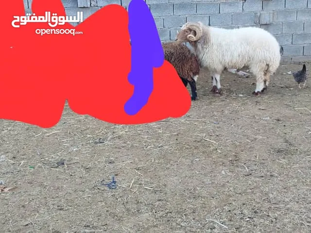 فحل ربي يبارك السن تاني جمع