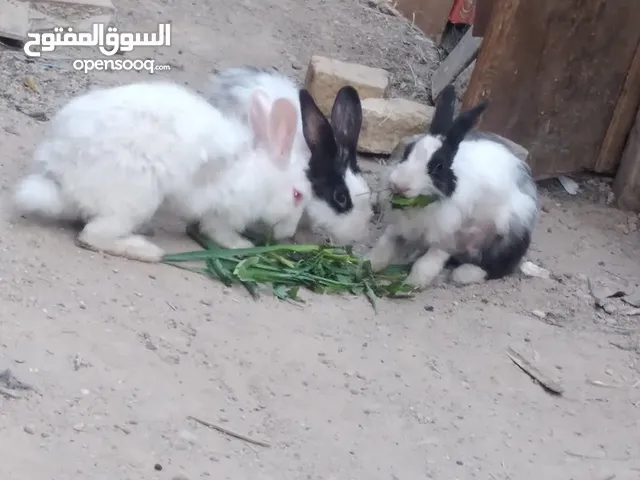 ارانب عادي وعيون حمر