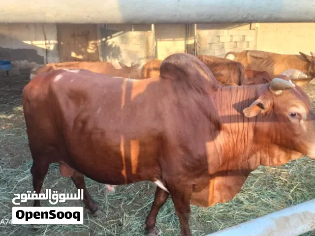 ثور عماني متروس
