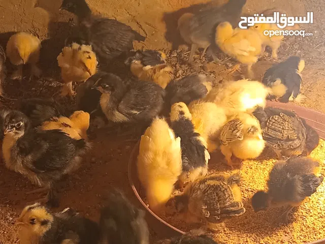 السلام عليكم كتكوت براهما للبيع كتكوت ربي يبارك العدد 30 طرف  الوان ربي. كتكوت نشاط  مشاءالله