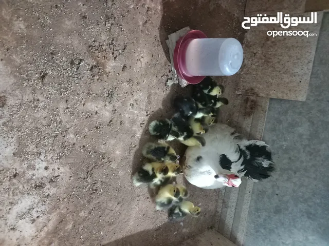 بط بلدي للبيع سعرالحبه 3 دنانير المكان عمان خلدا