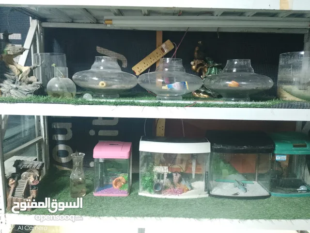 احواض سمك للبيع معى فازات
