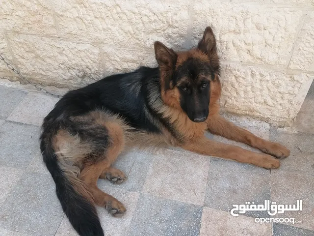 جيرمان شيبرد أعلى صنف k9